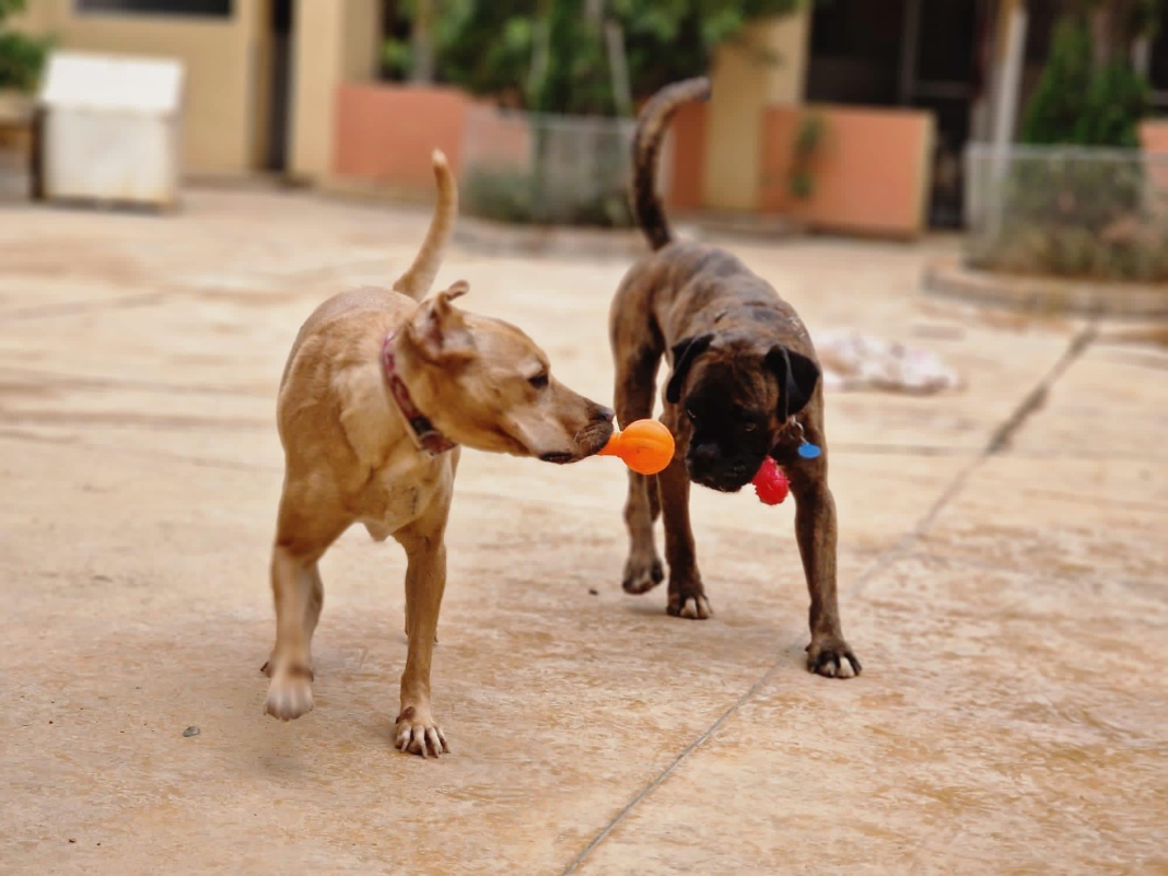 TatTarga Kennels Malta, Boarding Kennels Malta Shopper Lottery Malta