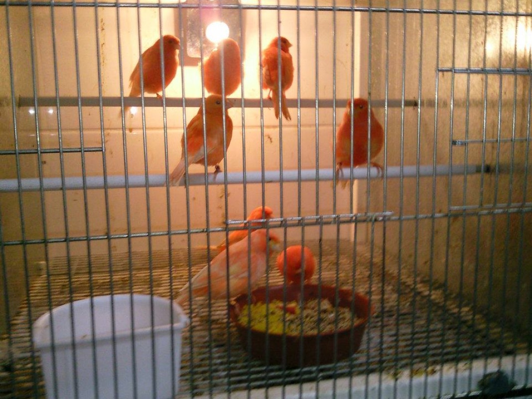 Tropical Bird Centre Malta, Pet Shops Malta Shopper Lottery Malta