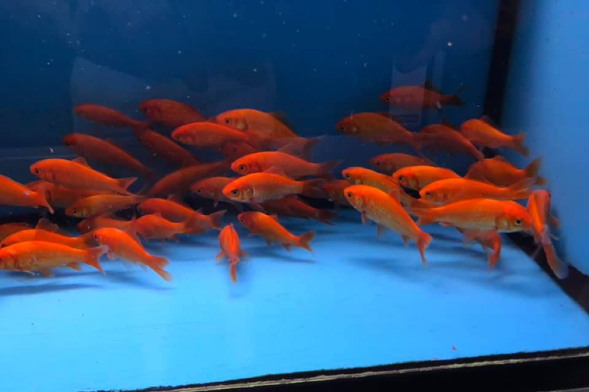 Tarkus Aqualife Malta, Aquarium Shop Malta Shopper Lottery Malta