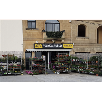 Tropical Forest Malta,  Malta 