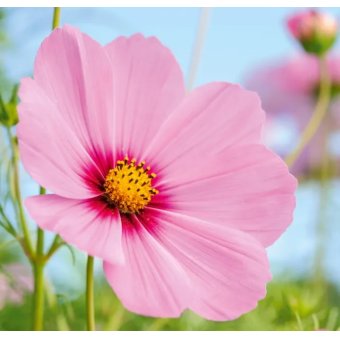 Sabrina  Attard  Won in ShopperLottery Malta