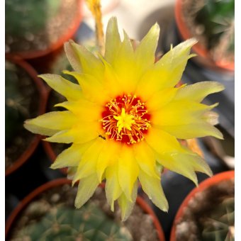 Shaun  Desirashopperslottery Won in ShopperLottery Malta