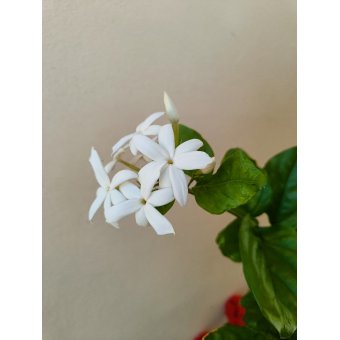 Chantelle Azzopardi Won in ShopperLottery Malta