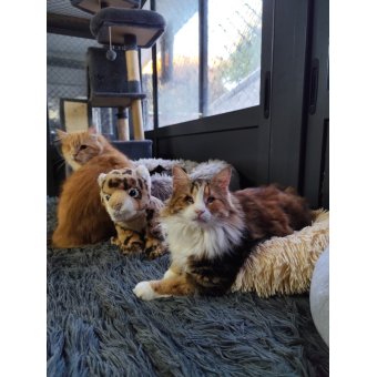 Grace  Mifsud  Won in ShopperLottery Malta